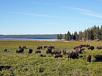 Yellowstone (13).JPG